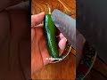 How To Prepare Ethiopian Stuffed Peppers Sinig б µбЉ бЊЌ Ethiopianfood Ethiopia Shorts How To Prepare Ethiopian Stuffed Peppers Sinig б µбЉ бЊЌ Ethiopianfood Ethiopia Shorts