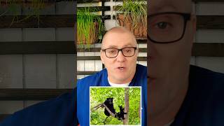 Bear’s in Honesdale and the Wayne Hotel. #pennsylvania #briggs #trending #travel #news