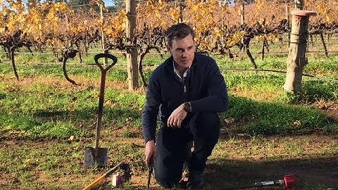 Soils: what lies beneath your feet?