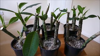 Frangipani Cuttings