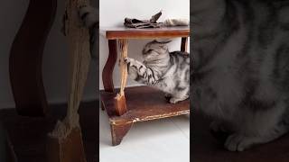Epic Cat Fails That Will Make Your Day