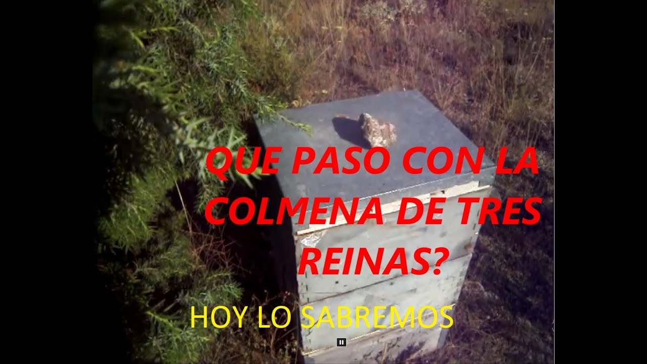 COLMENA DE TRES REINAS, FINAL