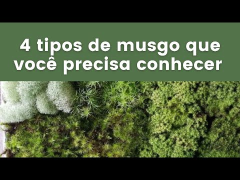 Vídeo: Diferentes tipos de musgo - Aprenda sobre variedades de musgo para o jardim