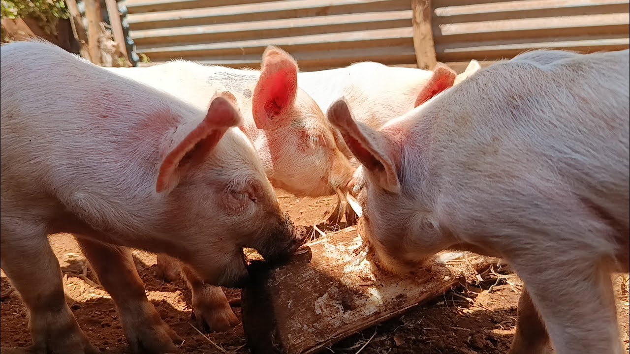 Life on a Small Farm in Kenya 🇰🇪 | Live