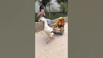 البطه اكلك منين يابطه 