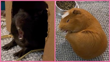 Best guinea pig noises of the wheek! (2021 Week 1)
