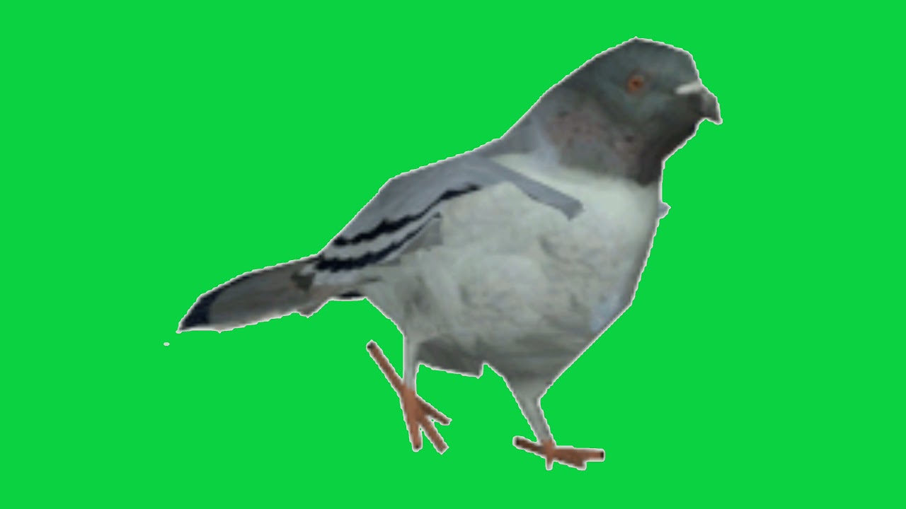 walking pigeon bird cartoon animated green screen video for Youtubers.
