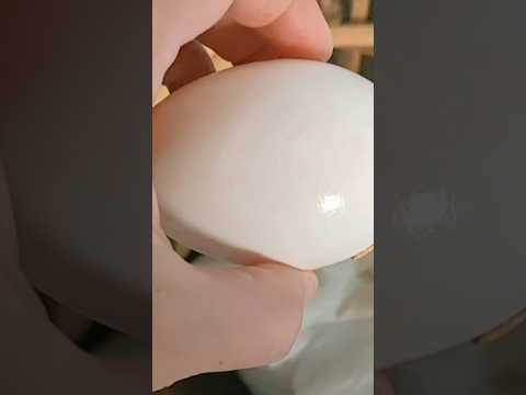 الوزه وهى بتبيض لى اول مره سبحان الله ازاى اتصرف معاها علشان اخد منها الخير كله مصطفى وأمل