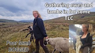 GATHERING sheep and lambs in for TLC #gathering #sheepfarming day | 63