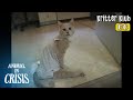 Cat That Has To Wear A Human Diaper... l Animal in Crisis Ep 350