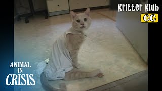 Cat That Has To Wear A Human Diaper... l Animal in Crisis Ep 350