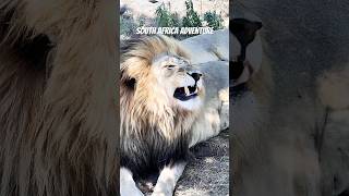 Most AMAZING TIME in South Africa!!!! 🇿🇦 #travel #travelvlog #viral #viralvideo #africa #animals