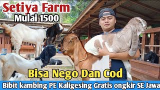 1500...!! FREE SHIPPING ALL JAVA KALIGESING PE GOATS Setiya Farm #goatprice #PE goats