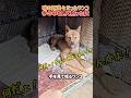 【一触即発】怒ってたのにソーセージが出てきて大混乱する犬(笑) #いぬ #犬 #ワンコ #犬動画 #犬のいる暮らし #犬あるある #おもしろ犬 #ハプニング #面白い #面白動画 #shorts