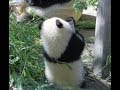 A baby panda is waiting for a keeper in front of the door💓赤ちゃんパンダが飼育員さんを出待ちしてます【シャンシャン】
