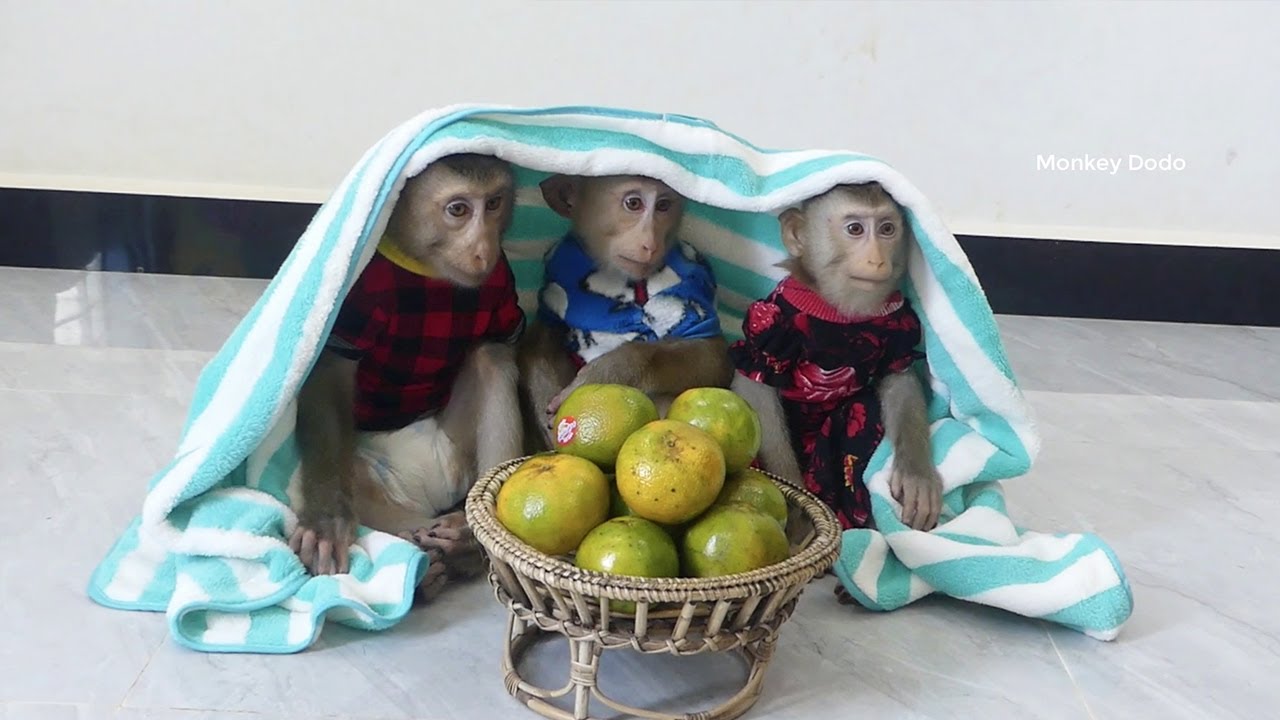 Really Cute Donal Moly & Zuji Covering Towel Waiting To Eat Oranges