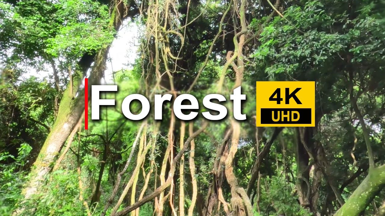 Forest 4K • Nature Relaxation video • Peaceful Relaxing • 4k Video UltraHD
