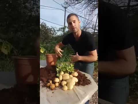 וִידֵאוֹ: האם צריך לאסוף תפוחי אדמה לפני הכפור?