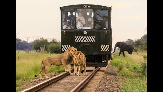 Imvelo Safari Lodges - The one of a kind Elephant Express rail car
