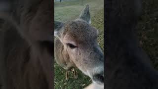 Wild deer licks salt off of my hands ASMR