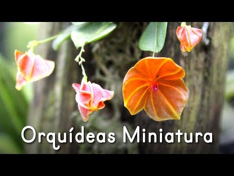 Vídeo: Paphinia é Uma Orquídea Em Miniatura Com Flores Enormes. Cuidados Com O Quarto. Tipos. Foto