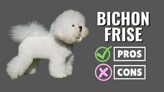 The PROS And CONS of OWNING a Bichon Frise Dog ✔ ❌