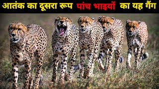 The True Story Of Five Cheetah Brothers And Their Terror Tano Bora Coalition Facts Phylum