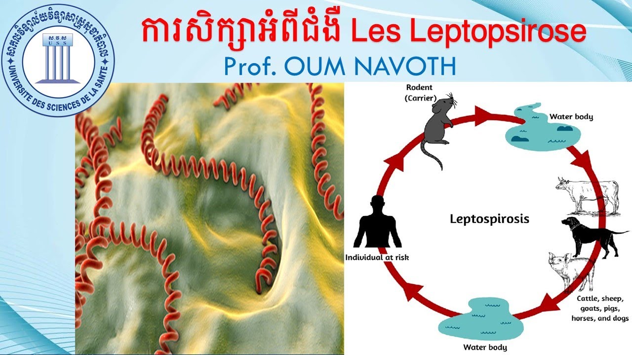 Navoth ការសិក្សាអំពី ជំងឺ Les Leptopsiroses បង្រៀនដោយលោកគ្រូសាស្ត្រាចារ្យ OUM ...