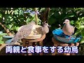 2022/7/23✴︎両親と食事をするキジバトの幼鳥