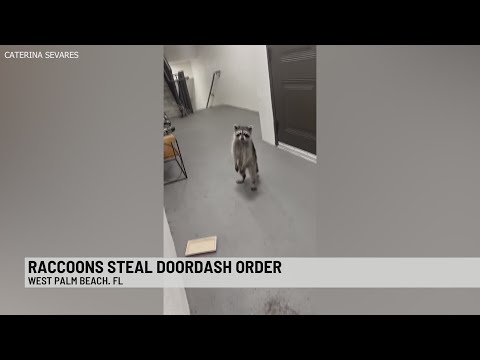 Raccoons steal late-night taco order