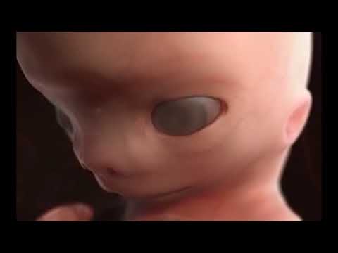 De l&rsquo;embryon au foetus