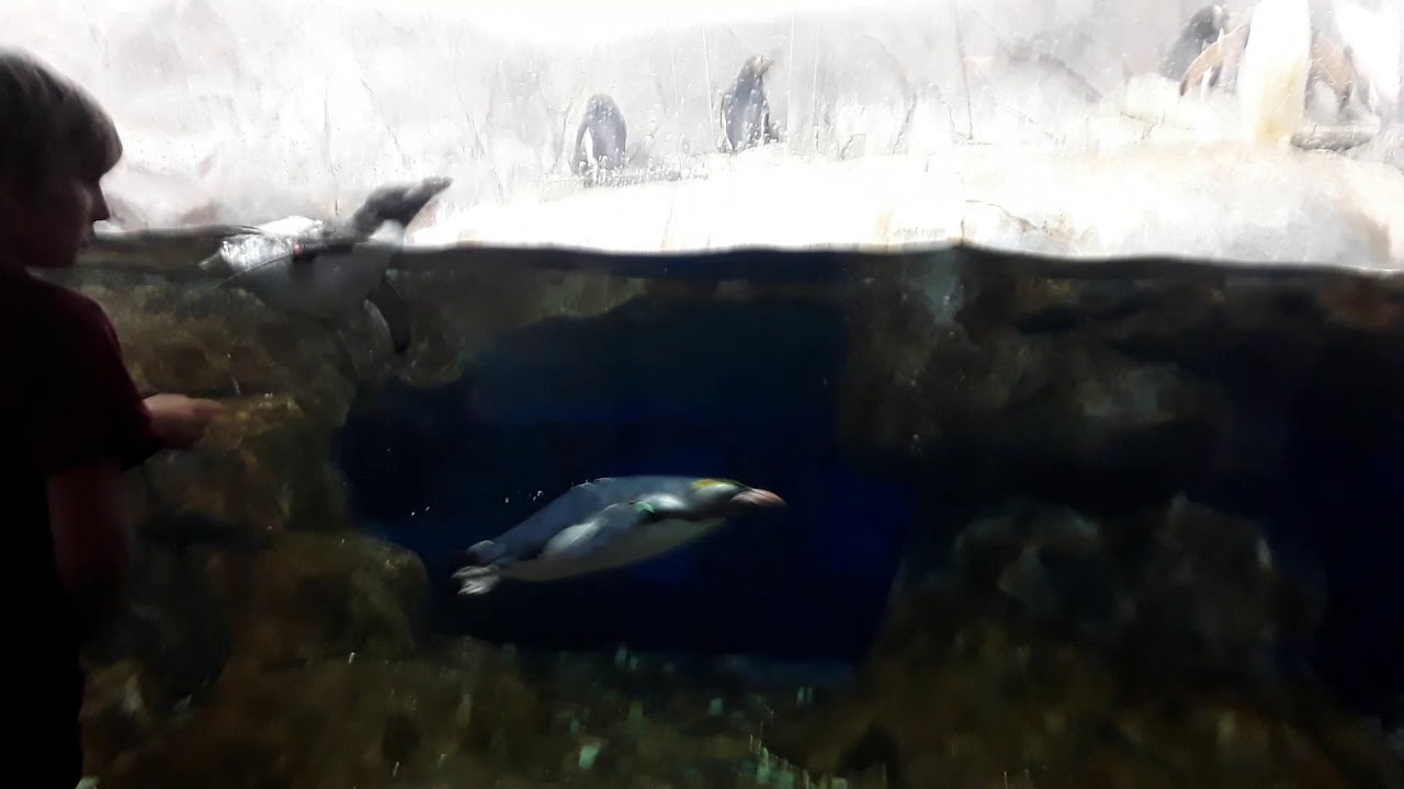 Chattanooga Aquarium 2020(2) YouTube