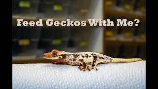 How I House And Feed 1000 Baby Geckos