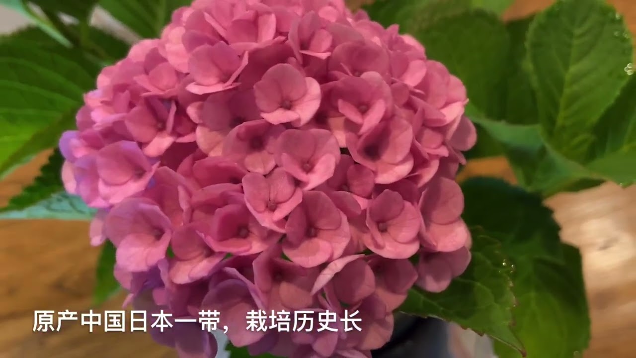 22077」真能开150天吗？新买的这盆绣球/紫阳花/八仙花Hydrangea