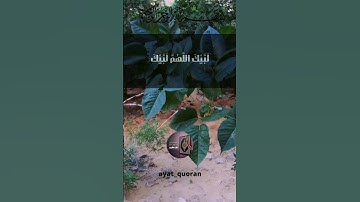القران الكريم بصوت جميل جدا جدا #القران  #القران_الكريم  #تلاوه