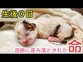 【赤ちゃん保護】【道路で出産】羊水まみれでへその緒もついた子猫を保護しました