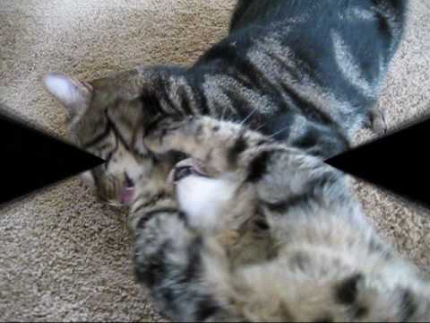 Funny Cat Fight - Dirty vs. Dash