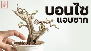 บอนไซแอบซาก ต้นเพรมน่า ไซต์เล็ก Tanuki bonsai style [EP.129]