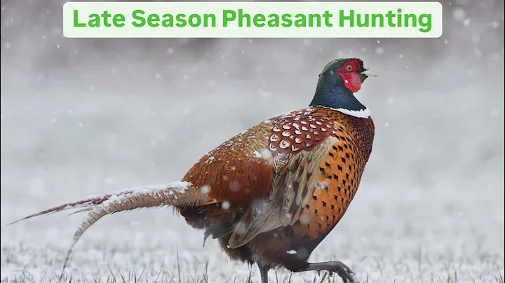 Ohio Pheasant Hunting: Late Season in the Snow