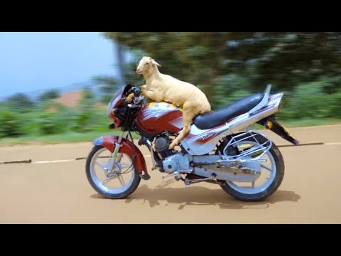 Intama itwara Moto igeze mu Rwanda | Si Ukubeshya noneho Twayiboneye | ibitangaza bibaho