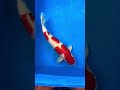 Kohaku Maruyama Male 3sai 73cm