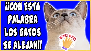 CON ESTA PALABRA AHUYENTARÁS A CUALQUIER GATO FÁCILMENTE - SiamCatChannel