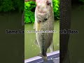 Some small rock bass and largemouth. #fishing