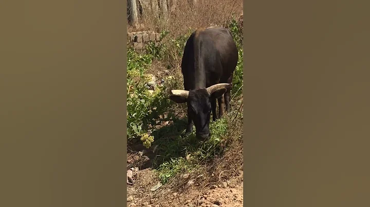 I wanted to plant on the horns #cows #farm #withme #shorts