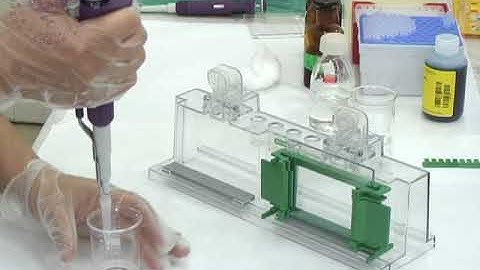 03 SDS-Polyacrylamide Gel Electrophoresis (SDS-PAGE)