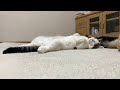 暖かさでグロッキーになる猫