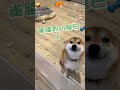 柴犬拆家竟開飛機耳 我很棒吧 柴犬 拆家 飛機耳 柴犬拆家竟開飛機耳 我很棒吧 柴犬 拆家 飛機耳