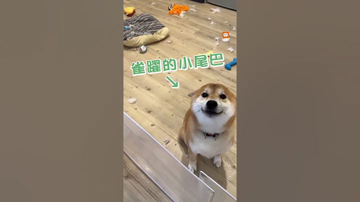 柴犬拆家竟開飛機耳：我很棒吧！ #柴犬 #拆家 #飛機耳 - 天天要聞