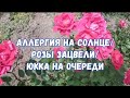 #408АЛЛЕРГИЯ НА СОЛНЦЕ/ЛЕЧУСЬ ГРЯЗЬЮ/ЧЕМ ЗАНИМАЛИСЬ/ЗАЦВЕЛИ РОЗЫ В МОЕМ ЦВЕТНИКЕ