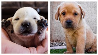 The BEST Labrador Puppy Videos Of 2021 | Cutest Compilation!